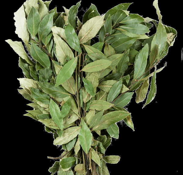 Laurel